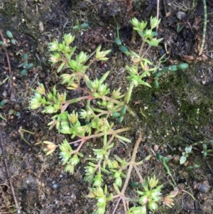 Crassula decumbens var. decumbens at Jugiong, NSW - 28 Oct 2019 03:16 PM