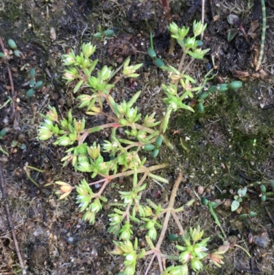 Crassula decumbens var. decumbens (A Stonecrop) at Jugiong, NSW - 28 Oct 2019 by JaneR