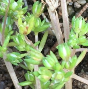 Crassula decumbens var. decumbens at Jugiong, NSW - 28 Oct 2019 03:16 PM