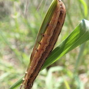 Noctuidae unclassified IMMATURE moth at Cook, ACT - 29 Oct 2019