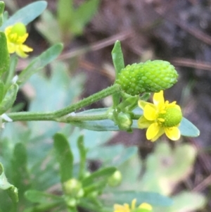 Ranunculus sceleratus subsp. sceleratus at Jugiong, NSW - 28 Oct 2019