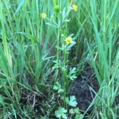 Ranunculus sceleratus subsp. sceleratus at Jugiong, NSW - 28 Oct 2019