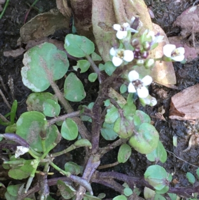 Rorippa nasturtium-aquaticum (Watercress) at Jugiong, NSW - 28 Oct 2019 by JaneR