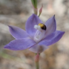 Thelymitra nuda (Scented Sun Orchid) at Cook, ACT - 30 Oct 2019 by CathB