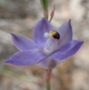 Thelymitra nuda at Cook, ACT - 30 Oct 2019