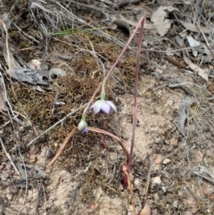 Thelymitra nuda at Cook, ACT - suppressed