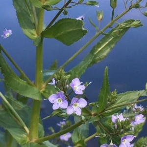 Veronica anagallis-aquatica at Jugiong, NSW - 28 Oct 2019