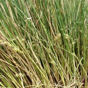 Lomandra filiformis subsp. filiformis at Cook, ACT - 30 Oct 2019 01:52 PM