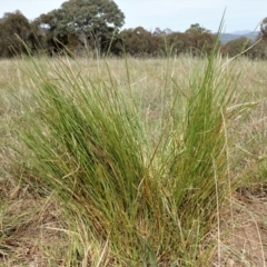 Lomandra filiformis subsp. filiformis at Cook, ACT - 30 Oct 2019 01:52 PM