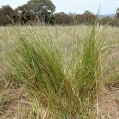 Lomandra filiformis subsp. filiformis at Cook, ACT - 30 Oct 2019