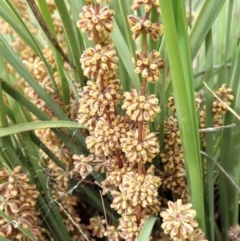 Lomandra multiflora (Many-flowered Matrush) at Mount Painter - 30 Oct 2019 by CathB