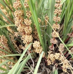 Lomandra multiflora at Dunlop, ACT - 30 Oct 2019