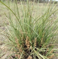 Lomandra multiflora at Dunlop, ACT - 30 Oct 2019