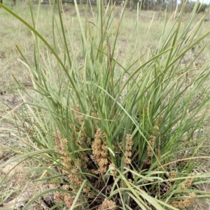 Lomandra multiflora at Dunlop, ACT - 30 Oct 2019