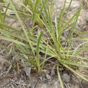 Lomandra filiformis subsp. coriacea at Cook, ACT - 30 Oct 2019 03:55 PM