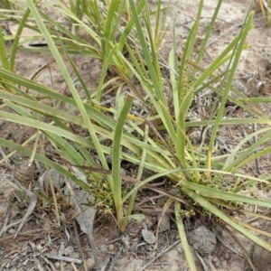 Lomandra filiformis subsp. coriacea at Cook, ACT - 30 Oct 2019