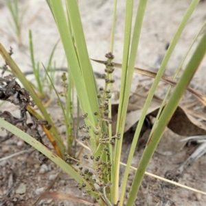 Lomandra filiformis subsp. coriacea at Cook, ACT - 30 Oct 2019 03:55 PM