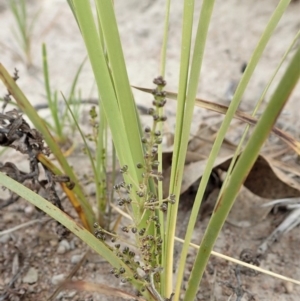 Lomandra filiformis subsp. coriacea at Cook, ACT - 30 Oct 2019