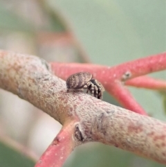 Simaetha sp. (genus) (Unidentified Brown jumper) at Aranda Bushland - 30 Oct 2019 by CathB