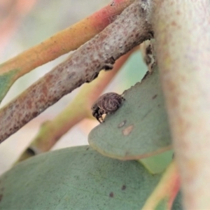 Simaetha sp. (genus) at Dunlop, ACT - 30 Oct 2019 03:25 PM