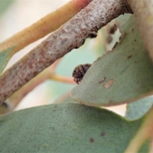 Simaetha sp. (genus) at Dunlop, ACT - 30 Oct 2019 03:25 PM