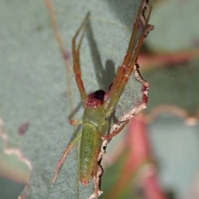 Cetratus rubropunctatus (Long green crab spider) at Aranda Bushland - 30 Oct 2019 by CathB
