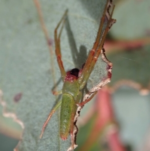 Cetratus rubropunctatus at Dunlop, ACT - 30 Oct 2019