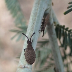 Agriopocoris sp. (genus) (Coreid bug) at Dunlop, ACT - 30 Oct 2019 by CathB