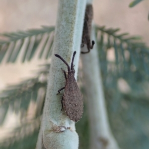 Agriopocoris sp. (genus) at Dunlop, ACT - 30 Oct 2019