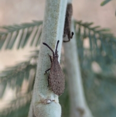 Agriopocoris sp. (genus) at Dunlop, ACT - 30 Oct 2019