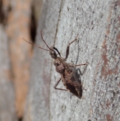 Coranus callosus (Assassin bug) at Aranda Bushland - 30 Oct 2019 by CathB