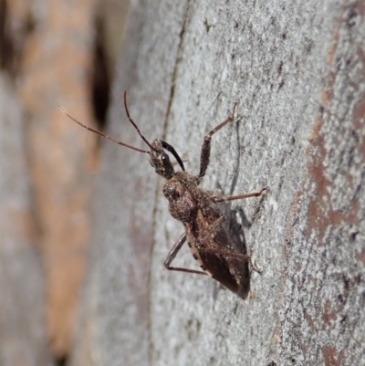 Coranus callosus (Assassin bug) at Dunlop, ACT - 30 Oct 2019 by CathB