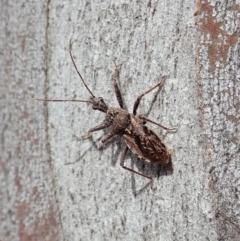 Coranus callosus at Dunlop, ACT - 30 Oct 2019