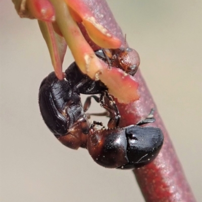 Ditropidus sp. (genus) (Leaf beetle) at Dunlop, ACT - 30 Oct 2019 by CathB