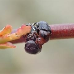 Ditropidus sp. (genus) at Dunlop, ACT - 30 Oct 2019