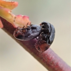 Ditropidus sp. (genus) at Dunlop, ACT - 30 Oct 2019 03:15 PM