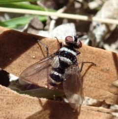 Trigonospila sp. (genus) (A Bristle Fly) at Cook, ACT - 27 Oct 2019 by CathB