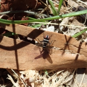 Trigonospila sp. (genus) at Cook, ACT - 27 Oct 2019