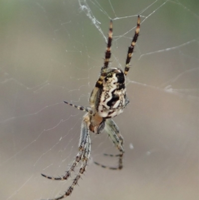 Plebs eburnus (Eastern bush orb-weaver) at Aranda Bushland - 24 Oct 2019 by CathB