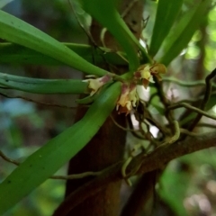 Plectorrhiza tridentata (Tangle Orchid) at Bundanoon - 27 Oct 2019 by AliciaKaylock