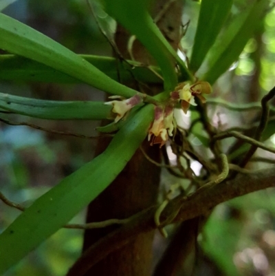 Plectorrhiza tridentata (Tangle Orchid) at Bundanoon, NSW - 27 Oct 2019 by AliciaKaylock