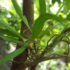 Plectorrhiza tridentata at Morton National Park - suppressed