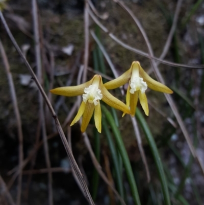 Dockrillia striolata (Streaked Rock Orchid) at Bundanoon, NSW - 27 Oct 2019 by AliciaKaylock