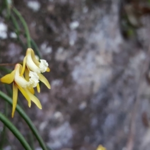 Dockrillia striolata at Bundanoon - suppressed