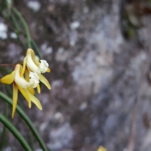 Dockrillia striolata at Bundanoon - 27 Oct 2019