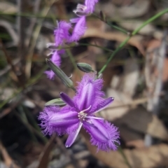 Thysanotus juncifolius (Branching Fringe Lily) at Wingecarribee Local Government Area - 27 Oct 2019 by AliciaKaylock