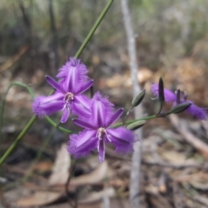 Thysanotus juncifolius at Wingecarribee Local Government Area - 28 Oct 2019