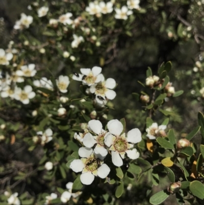  at Wingecarribee Local Government Area - 27 Oct 2019 by AliciaKaylock