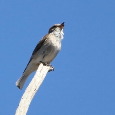 Microeca fascinans (Jacky Winter) at Paddys River, ACT - 29 Oct 2019 by RodDeb