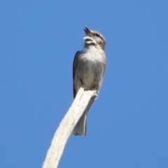 Microeca fascinans at Paddys River, ACT - 29 Oct 2019